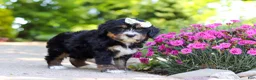 Mini Bernedoodle dogs for sale: Phoebe - Ad 4