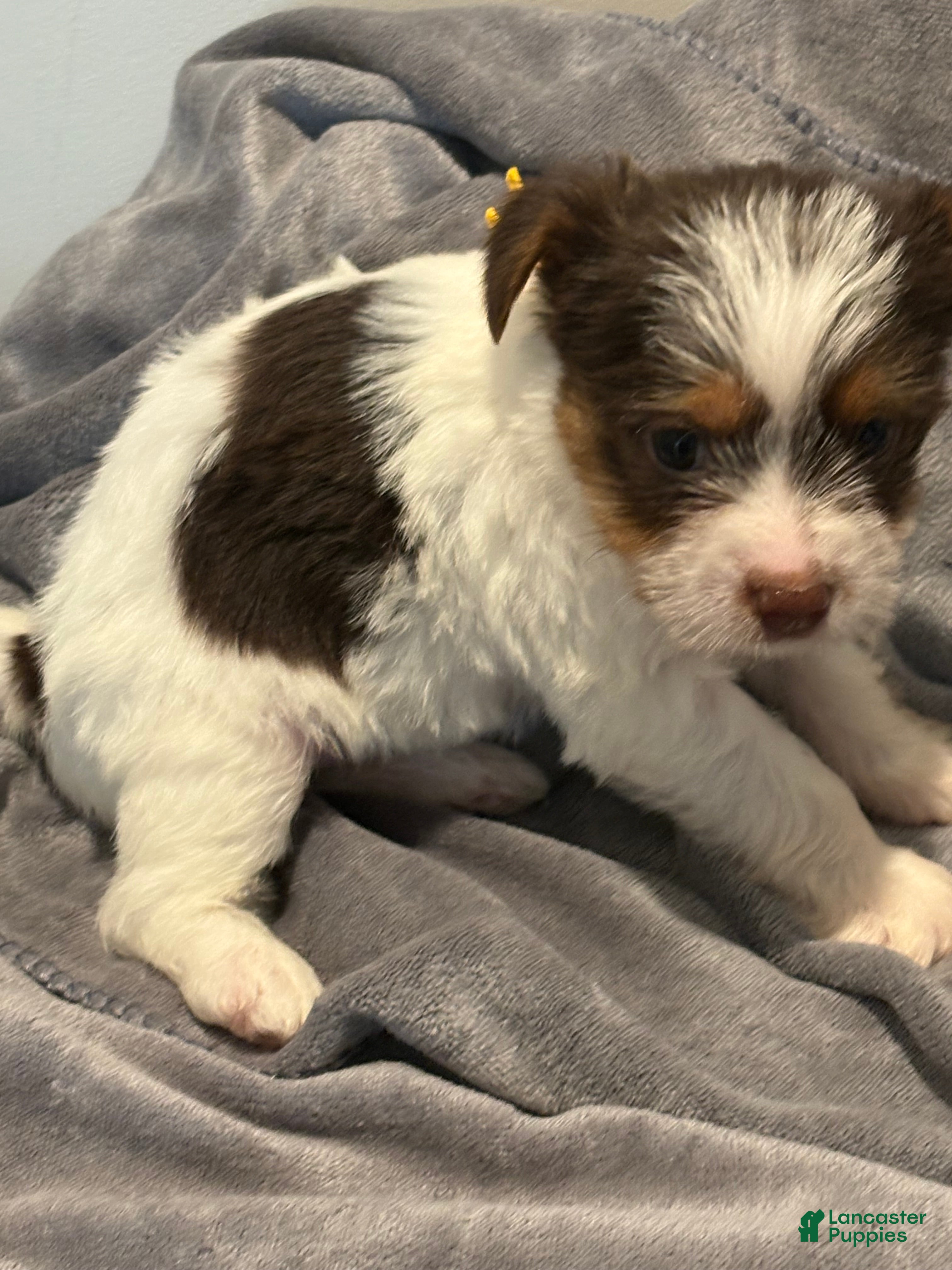 Yorkshire Terrier dogs Yorkshire Terrier Puppy 2 - Ad 15