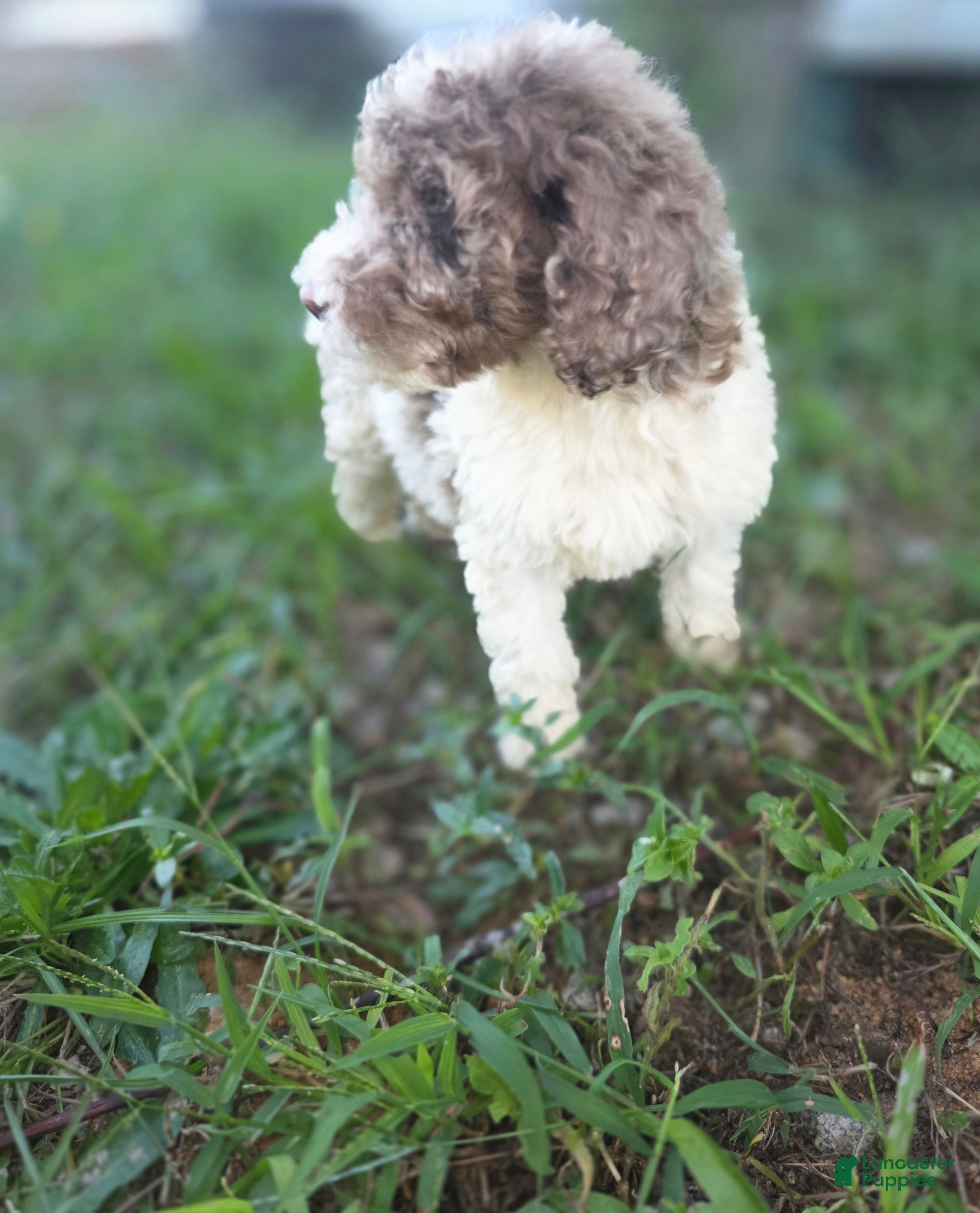Sheepadoodle dogs Sheepadoodle 1 - Ad 11