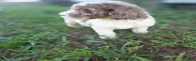 Sheepadoodle 1