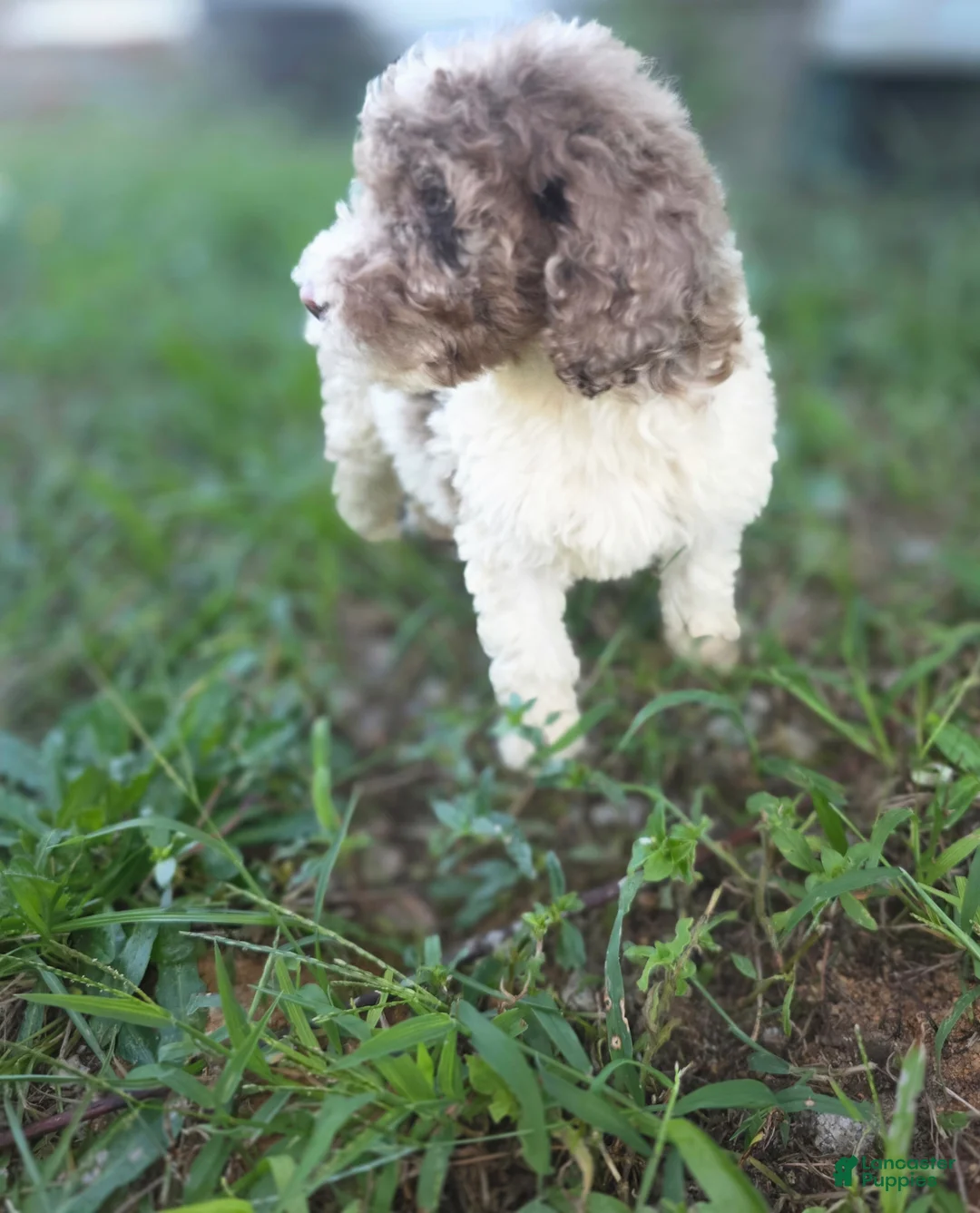 Sheepadoodle dogs for sale: Sheepadoodle 1 - Ad 1