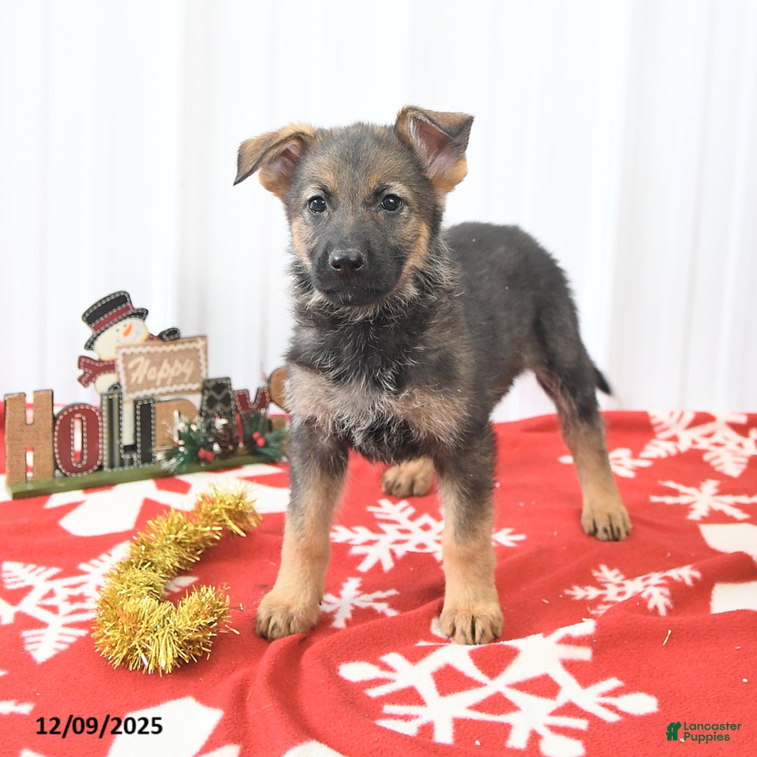 German Shepherd dogs for sale: Libby - Ad 1
