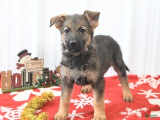 German Shepherd dogs Libby - Ad 22