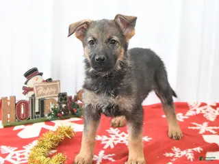 German Shepherd dogs Libby - Ad 32