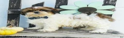 Shih Tzu dogs for sale: Miles - Ad 3
