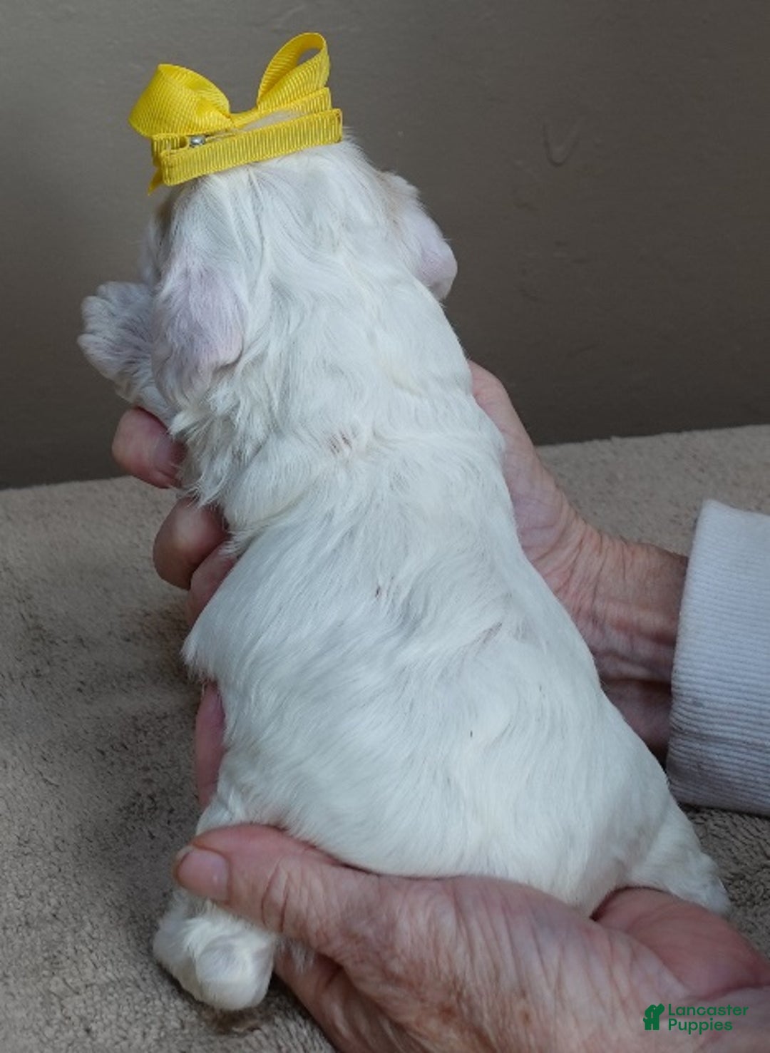 Cocker Spaniel dogs for sale: Bobo  - Ad 8