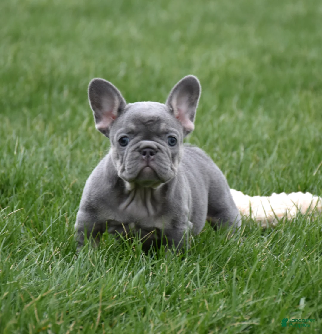 French Bulldog dogs for sale: Paisley  - Ad 1