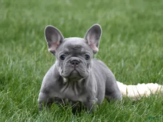 French Bulldog dogs for sale: Paisley - Ad 3