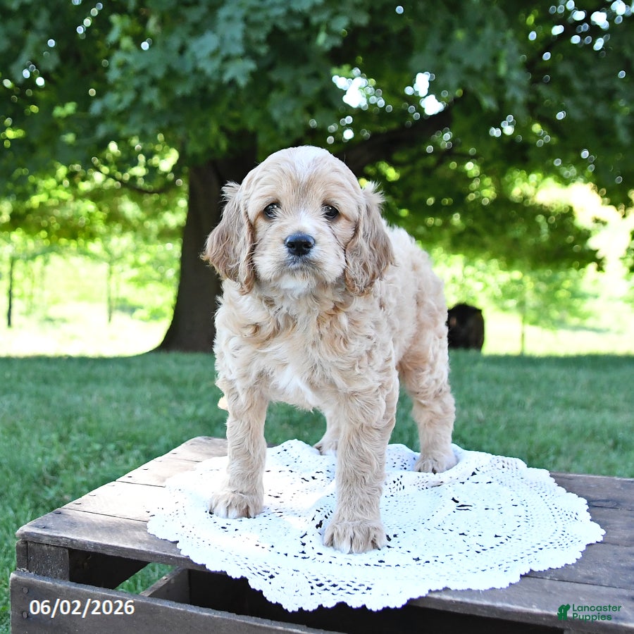 Cockapoo dogs for sale: Sunshine - Ad 3