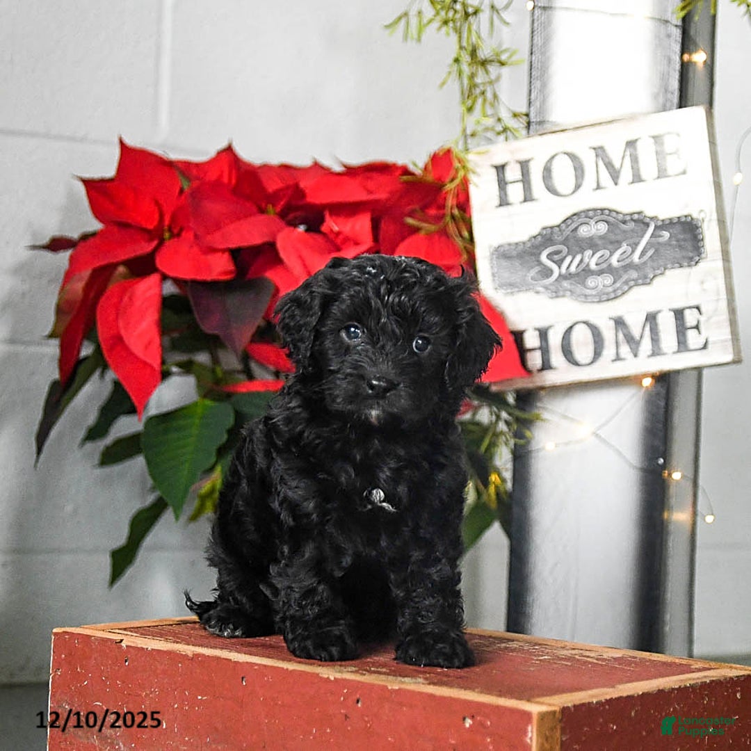 Cavapoo dogs for sale: Felix - Ad 3