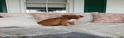 Boxer dogs for sale: Denalia - Ad 2
