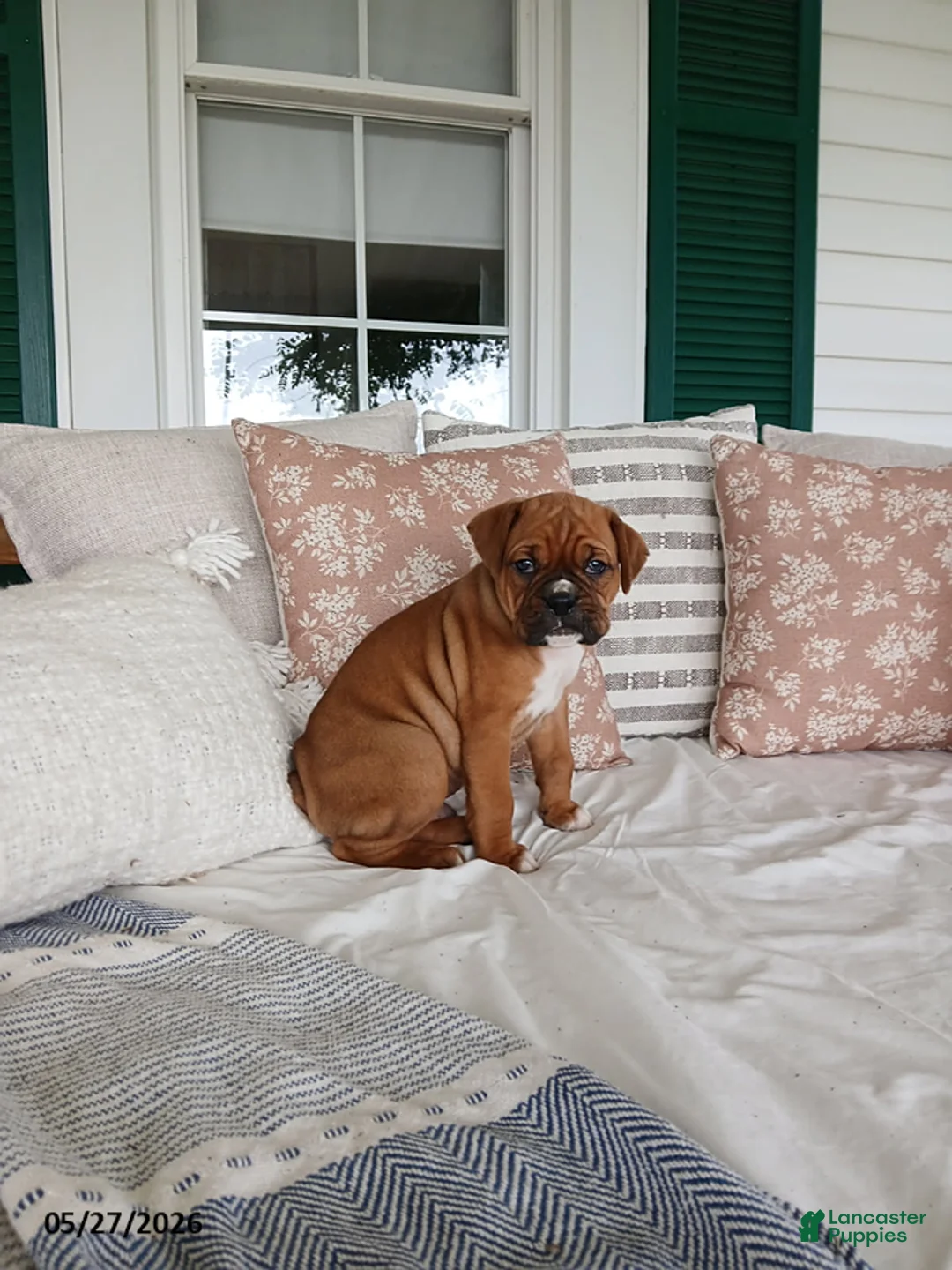 Boxer dogs for sale: Denalia - Ad 2