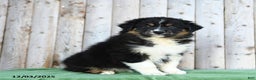Australian Shepherd dogs for sale: Daffodile - Ad 3