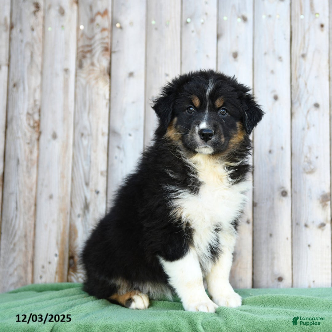 Australian Shepherd dogs for sale: Daffodile - Ad 3