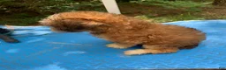 Shihpoo dogs for sale: Sweet baby girl  - Ad 10