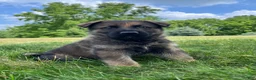 German Shepherd dogs for sale: Hanz - Ad 3