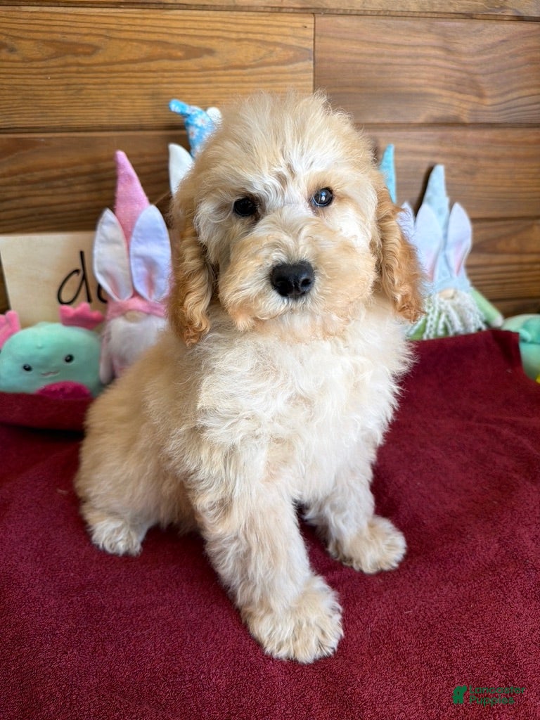Mini Goldendoodle dogs Butters - Ad 14