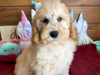 Mini Goldendoodle dogs Butters - Ad 25