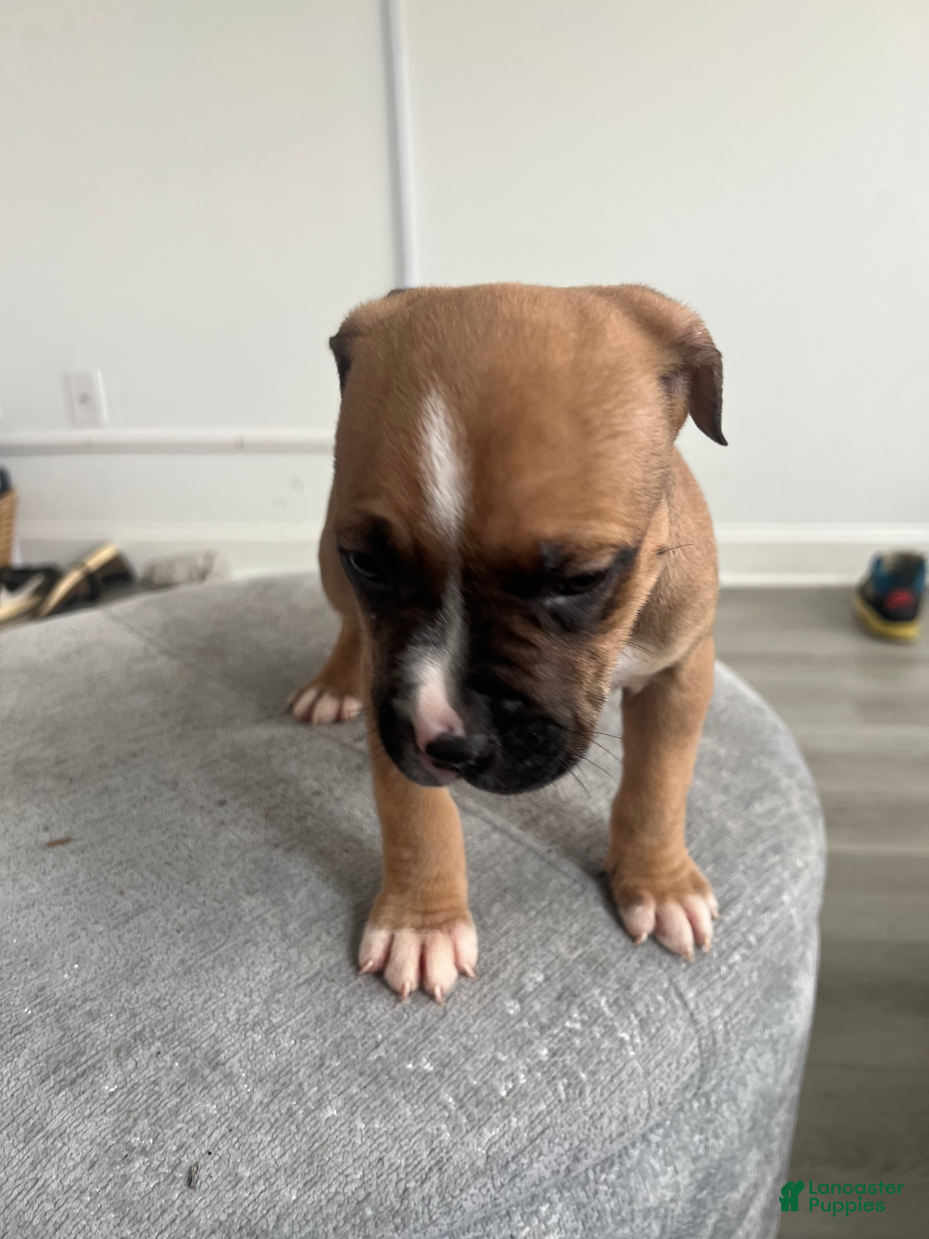 American Bully dogs American Bully Puppy 2 - Ad 2