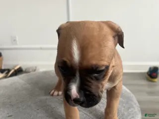 American Bully dogs American Bully Puppy 2 - Ad 2