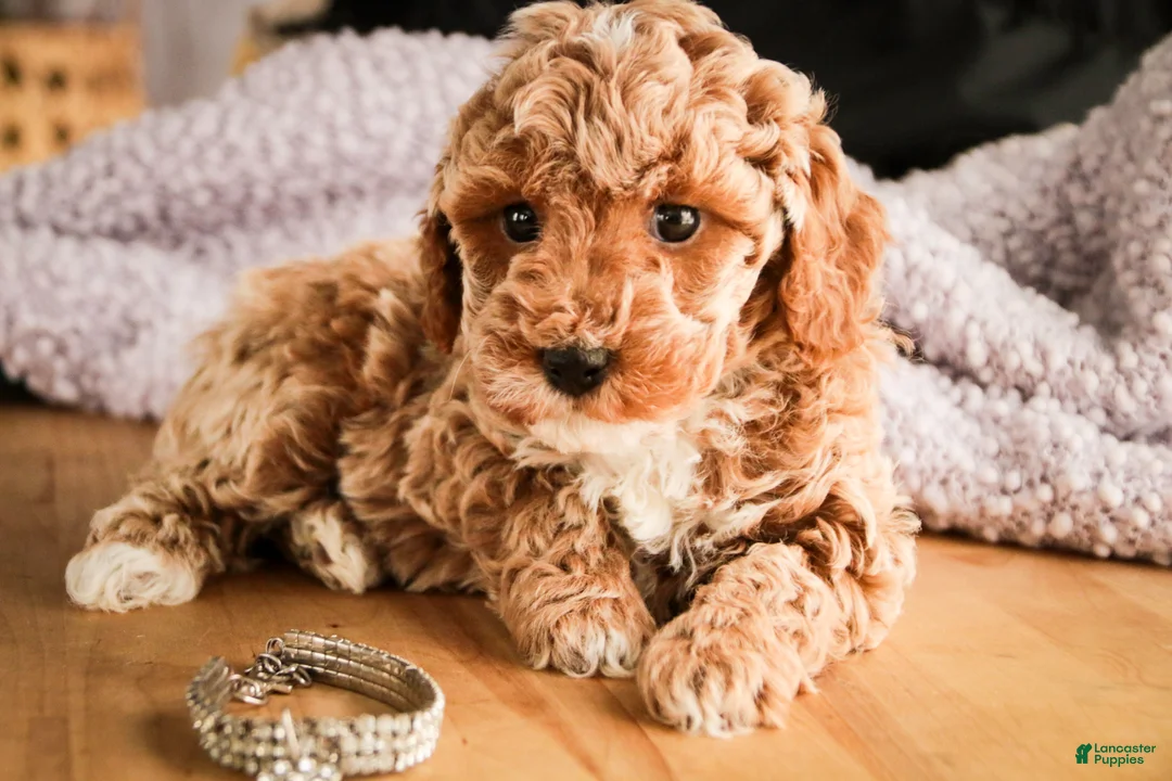 Miniature Poodle dogs for sale: Jade - Ad 3