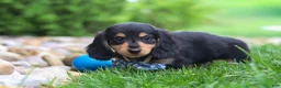 Miniature Dachshund dogs for sale: Benje - Ad 4