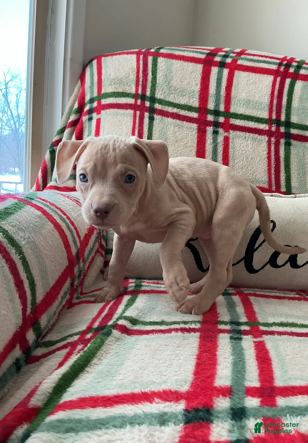 American Bully dogs for sale: Lola - Ad 3