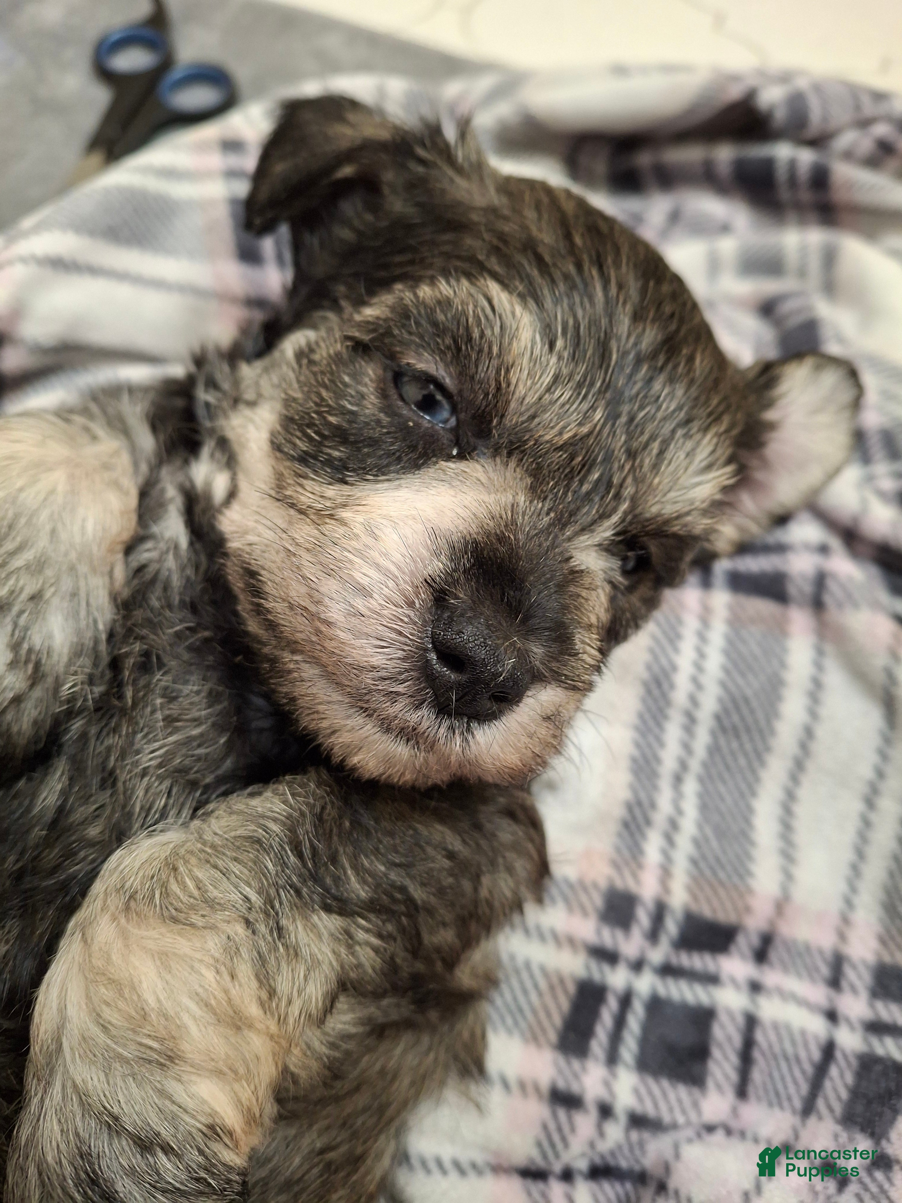 Miniature Schnauzer dogs Mr. Pickles - Ad 22