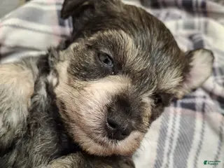 Miniature Schnauzer dogs Mr. Pickles - Ad 21