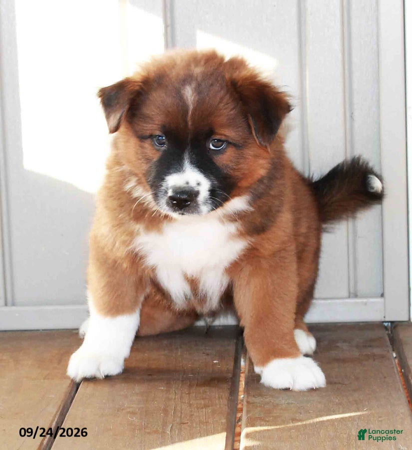 Mixed Breed dogs Cameron - Ad 2