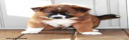 Mixed Breed dogs for sale: Cameron - Ad 2