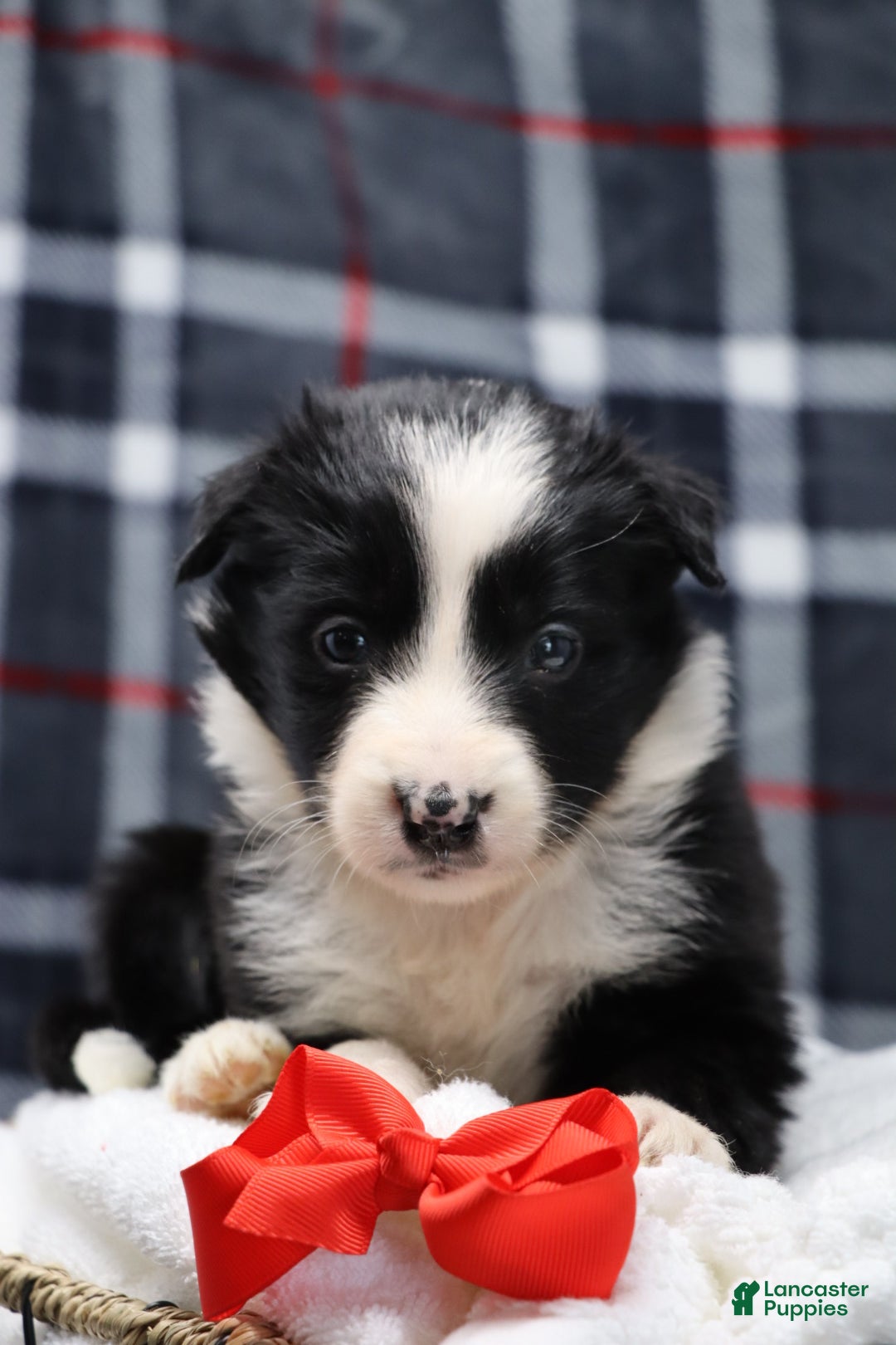 Border Collie dogs for sale:  hope - Ad 1