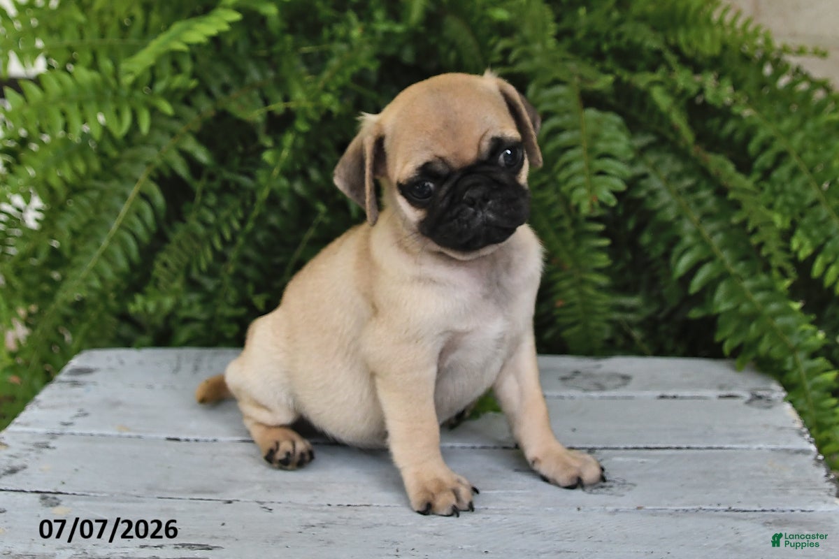 Pug dogs Evans - Ad 2