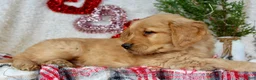 Golden Retriever dogs for sale: Tommy - Ad 7