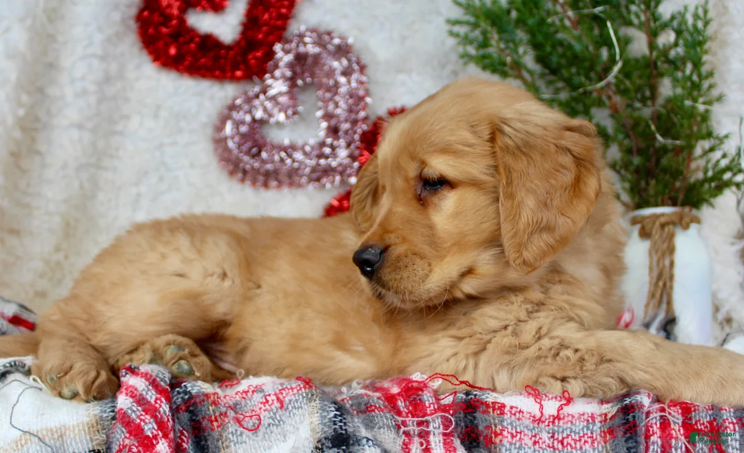 Golden Retriever dogs for sale: Tommy - Ad 7