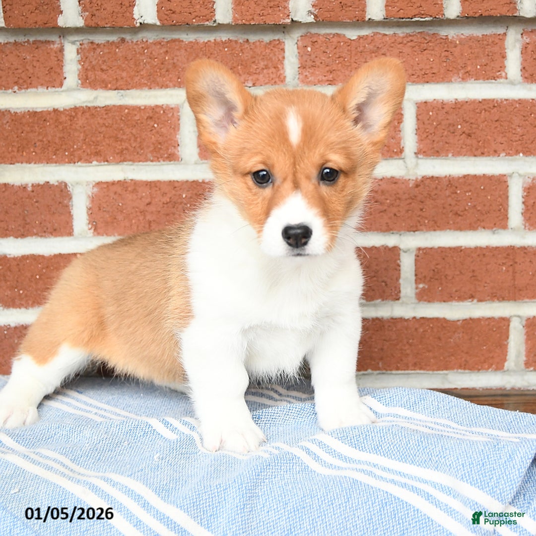 Welsh Corgi Pembroke dogs for sale: Eclipse - Ad 4