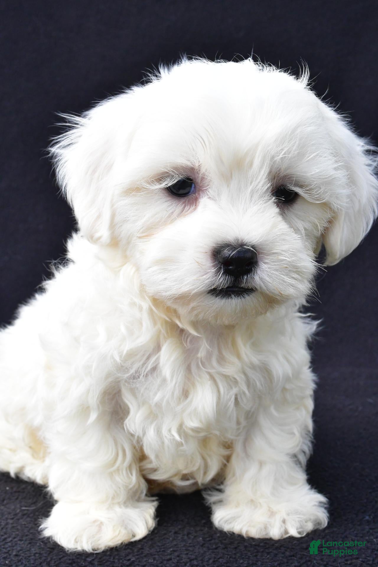 Malshi dogs Jewel - Ad 2