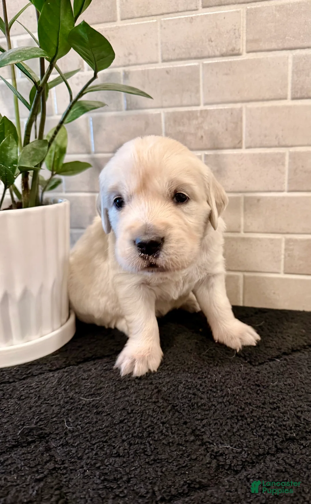 Golden Retriever dogs for sale: Jess - Ad 2