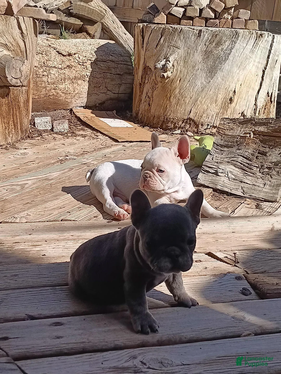 English Bulldog dogs for sale: English Bulldog Puppy 2 - Ad 4