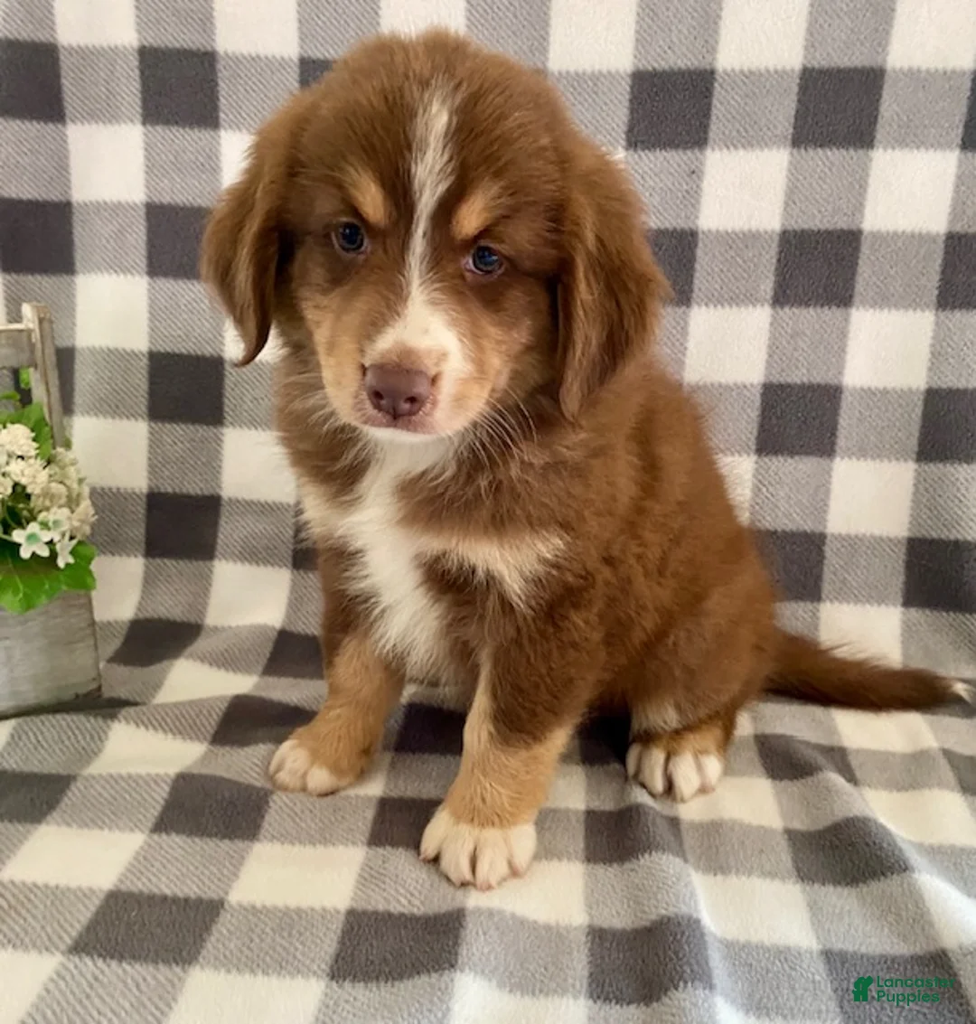 Australian Shepherd dogs for sale: Sherman - Ad 1