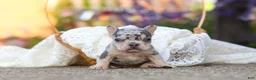 French Bulldog dogs for sale: Ember - Ad 11