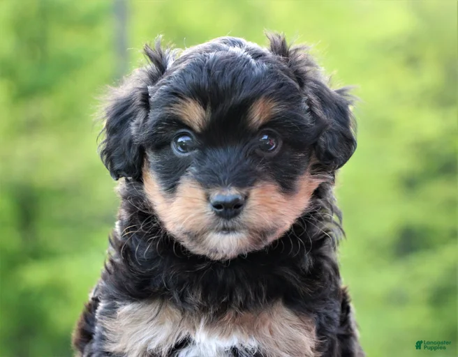 Gallery Image {{count}}