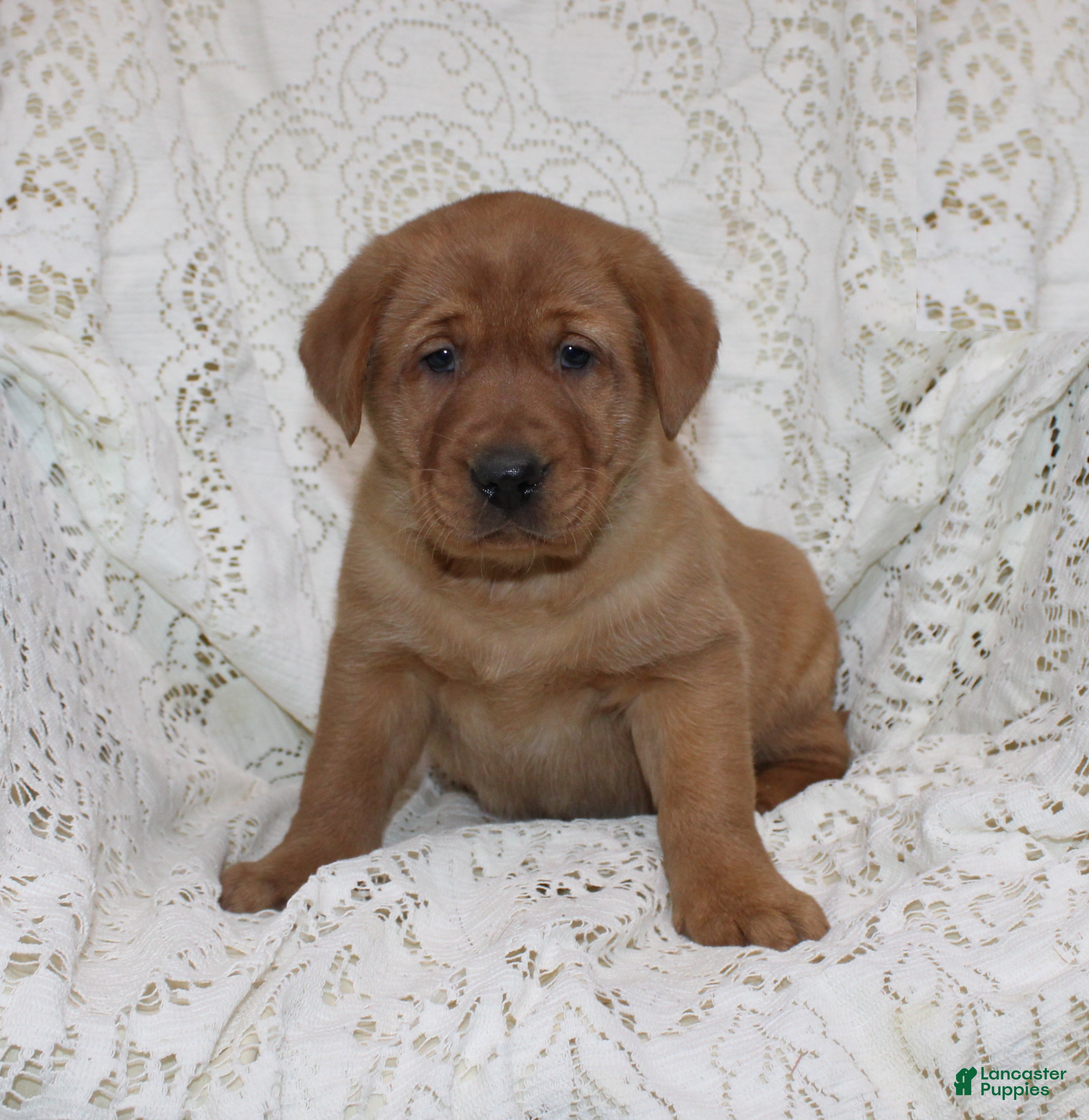 Labrador Retriever dogs Rex - Ad 1