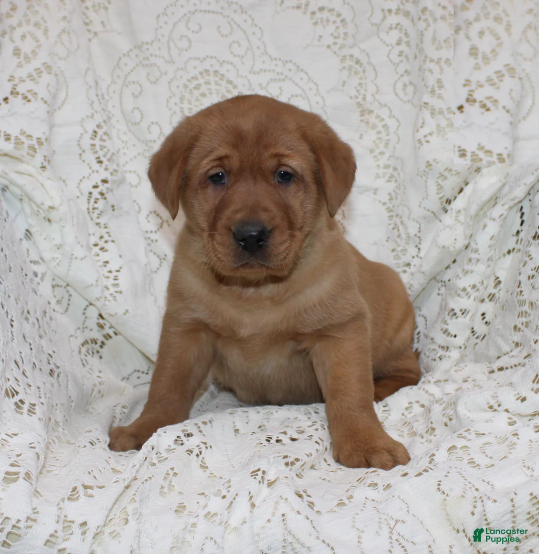 Labrador Retriever dogs for sale: Rex - Ad 1