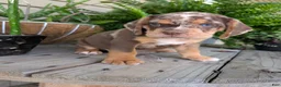 Beabull dogs for sale: Tank - Ad 12
