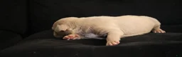 American Bully dogs for sale: Pheonix - Ad 5