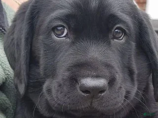 Labrador Retriever dogs Labrador Retriever Puppy 4 - Ad 37