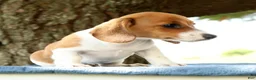 Miniature Dachshund dogs for sale: Hal - Ad 6