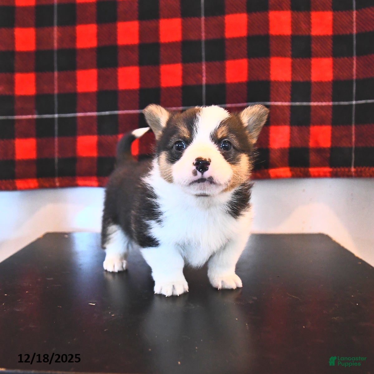 Welsh Corgi Pembroke dogs Grant  - Ad 15