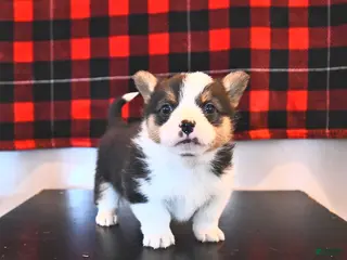 Welsh Corgi Pembroke dogs Grant - Ad 24